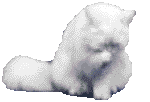 le gros chat blanc